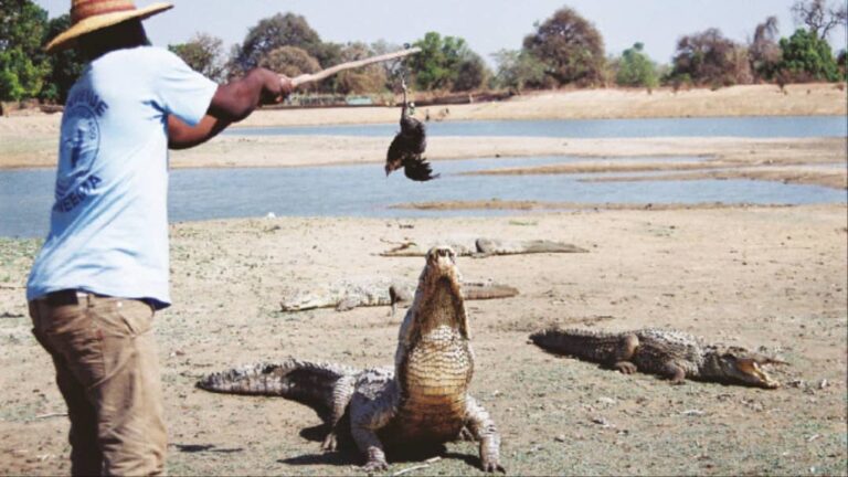 Mare aux crocodiles sacrés de Sabou: une véritable richesse touristique à découvrir